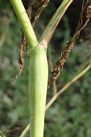 Chaerophyllum bulbosum \ R�ben-K�lberkropf, Knollenkerbel / Turip-Rooted Chervil, D Hamburg 12.9.2021