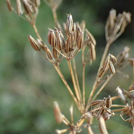 Chaerophyllum bulbosum \ R�ben-K�lberkropf, Knollenkerbel / Turip-Rooted Chervil, D Hamburg 12.9.2021