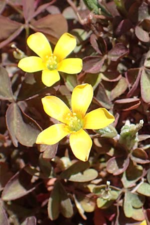 Oxalis corniculata var. atropurpurea \ Kriechender Sauerklee, Rotbrauner Sauerklee / Procumbent Yellow Sorrel, D Mannheim 18.4.2022