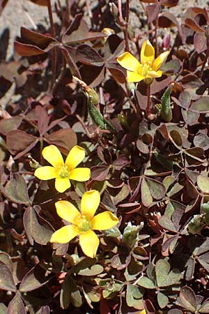 Oxalis corniculata var. atropurpurea, Kriechender Sauerklee, Rotbrauner Sauerklee Oxalis corniculata var. atropurpurea, Kriechender Sauerklee, Rotbrauner Sauerklee