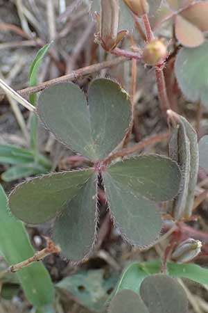 Oxalis corniculata var. atropurpurea \ Kriechender Sauerklee, Rotbrauner Sauerklee / Procumbent Yellow Sorrel, D Bochum 20.6.2022