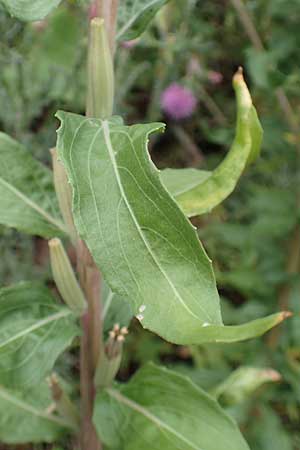 Oenothera depressa \ Weidenbl�ttrige Nachtkerze / Willow-Leaved Evening Primrose, D Ludwigshafen 25.7.2017