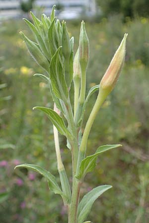 Oenothera depressa \ Weidenbl�ttrige Nachtkerze / Willow-Leaved Evening Primrose, D Ludwigshafen 25.7.2017