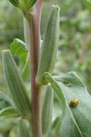 Oenothera depressa \ Weidenbl�ttrige Nachtkerze / Willow-Leaved Evening Primrose, D Ludwigshafen 25.7.2017