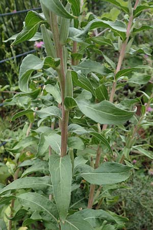Oenothera depressa \ Weidenbl�ttrige Nachtkerze / Willow-Leaved Evening Primrose, D Ludwigshafen 25.7.2017