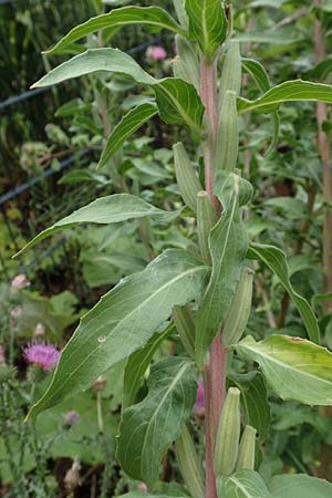 Oenothera depressa \ Weidenbl�ttrige Nachtkerze / Willow-Leaved Evening Primrose, D Ludwigshafen 25.7.2017
