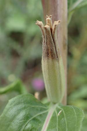 Oenothera depressa \ Weidenbl�ttrige Nachtkerze / Willow-Leaved Evening Primrose, D Ludwigshafen 25.7.2017