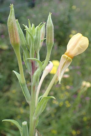 Oenothera depressa \ Weidenbl�ttrige Nachtkerze / Willow-Leaved Evening Primrose, D Ludwigshafen 25.7.2017