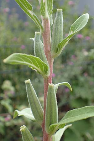 Oenothera depressa \ Weidenbl�ttrige Nachtkerze / Willow-Leaved Evening Primrose, D Ludwigshafen 25.7.2017