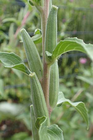 Oenothera depressa \ Weidenbl�ttrige Nachtkerze / Willow-Leaved Evening Primrose, D Ludwigshafen 25.7.2017