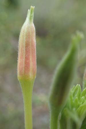 Oenothera depressa \ Weidenbl�ttrige Nachtkerze / Willow-Leaved Evening Primrose, D Ludwigshafen 25.7.2017
