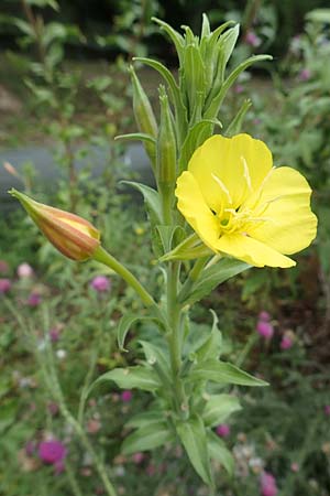 Oenothera depressa \ Weidenbl�ttrige Nachtkerze / Willow-Leaved Evening Primrose, D Ludwigshafen 29.7.2017