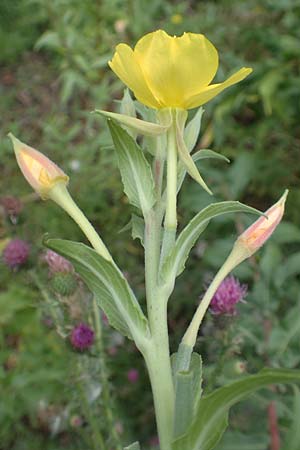 Oenothera depressa \ Weidenbl�ttrige Nachtkerze / Willow-Leaved Evening Primrose, D Ludwigshafen 29.7.2017