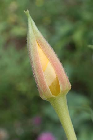 Oenothera depressa \ Weidenbl�ttrige Nachtkerze / Willow-Leaved Evening Primrose, D Ludwigshafen 29.7.2017