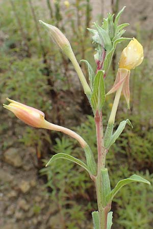 Oenothera depressa \ Weidenbl�ttrige Nachtkerze / Willow-Leaved Evening Primrose, D R&ouml;merberg 12.8.2017