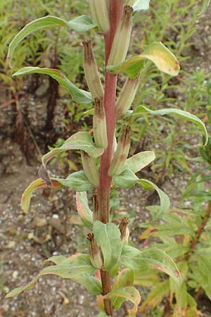 Oenothera depressa \ Weidenbl�ttrige Nachtkerze / Willow-Leaved Evening Primrose, D R&ouml;merberg 12.8.2017
