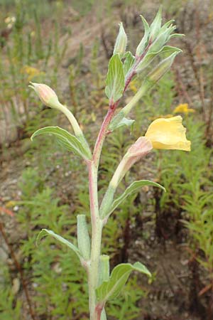 Oenothera depressa \ Weidenbl�ttrige Nachtkerze / Willow-Leaved Evening Primrose, D R&ouml;merberg 12.8.2017