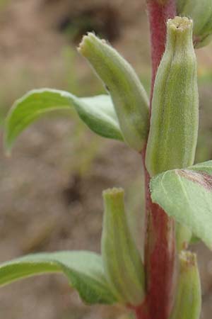 Oenothera depressa \ Weidenbl�ttrige Nachtkerze / Willow-Leaved Evening Primrose, D R&ouml;merberg 12.8.2017