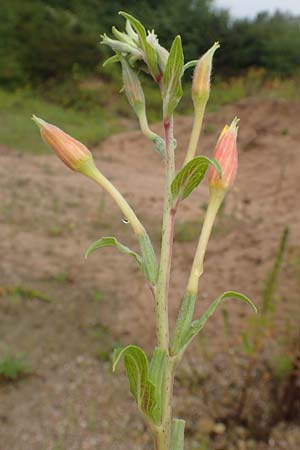 Oenothera depressa \ Weidenbl�ttrige Nachtkerze / Willow-Leaved Evening Primrose, D R&ouml;merberg 12.8.2017