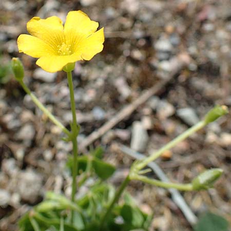 Oxalis dillenii \ Dillenius' Sauerklee / Dillenius' Sorrel, D Kehl 25.4.2018
