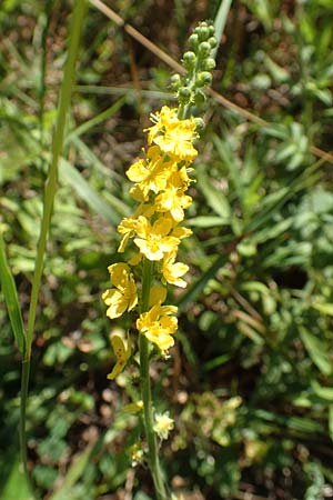 Agrimonia eupatoria \ Kleiner Odermennig / Agrimony, D Ketsch 23.7.2020