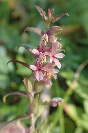Odontites vulgaris \ Sp�ter Zahntrost, Gew�hnlicher Zahntrost / Red Bartsia, D Brandenburg, Havelaue-Strodehne 18.9.2020