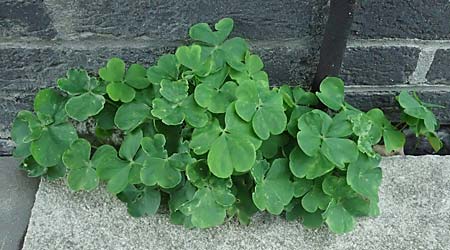 Oxalis debilis \ Brasilianischer Sauerklee / Pink Wood Sorrel, D Essen 1.8.2023