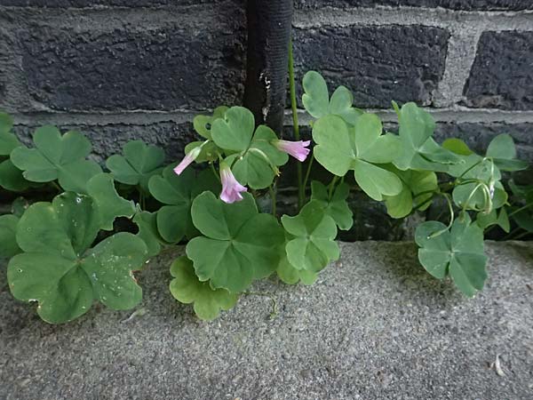 Oxalis debilis \ Brasilianischer Sauerklee / Pink Wood Sorrel, D Essen 22.6.2025