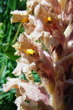 Orobanche elatior \ Gro&szlig;e Sommerwurz / Tall Broomrape, D Hemsbach 18.5.2015