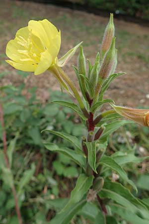 Oenothera ersteinensis \ Ersteiner Nachtkerze / Erstein Evening Primrose, D Ludwigshafen 25.7.2017