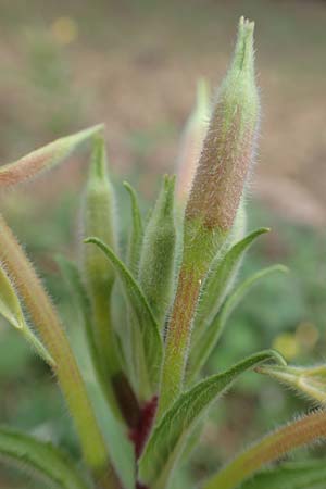 Oenothera ersteinensis \ Ersteiner Nachtkerze / Erstein Evening Primrose, D Ludwigshafen 25.7.2017
