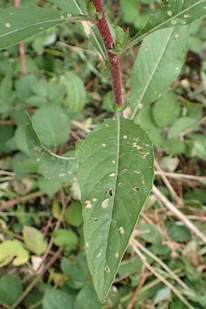Oenothera ersteinensis \ Ersteiner Nachtkerze / Erstein Evening Primrose, D Ludwigshafen 25.7.2017