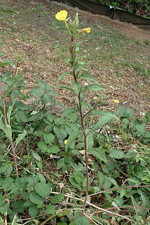 Oenothera ersteinensis \ Ersteiner Nachtkerze / Erstein Evening Primrose, D Ludwigshafen 25.7.2017