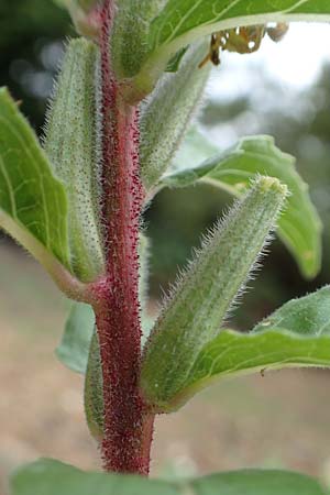Oenothera ersteinensis \ Ersteiner Nachtkerze / Erstein Evening Primrose, D Ludwigshafen 25.7.2017