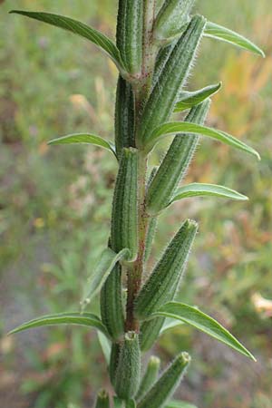 Oenothera ersteinensis \ Ersteiner Nachtkerze / Erstein Evening Primrose, D Ludwigshafen 25.7.2017