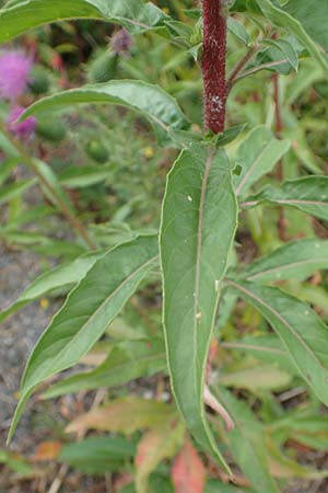 Oenothera ersteinensis \ Ersteiner Nachtkerze / Erstein Evening Primrose, D Ludwigshafen 25.7.2017