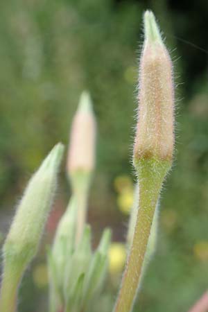 Oenothera ersteinensis \ Ersteiner Nachtkerze / Erstein Evening Primrose, D Ludwigshafen 25.7.2017