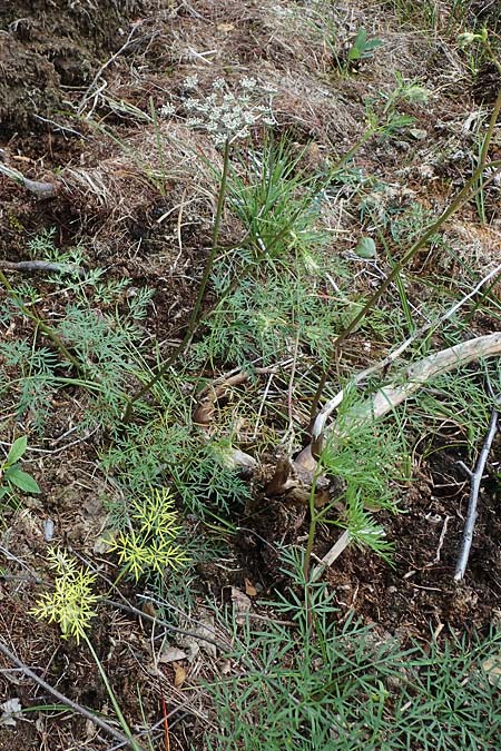 Peucedanum palustre \ Sumpf-Haarstrang / Marsh Hog's Parsley, Milk Parsley, D Kaiserslautern 7.7.2021