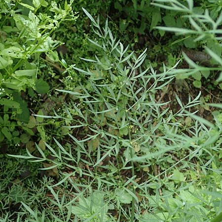 Peucedanum palustre \ Sumpf-Haarstrang / Marsh Hog's Parsley, Milk Parsley, D Kaiserslautern 7.7.2021