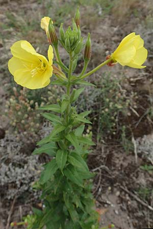 Oenothera fallax, T&auml;uschende Nachtkerze