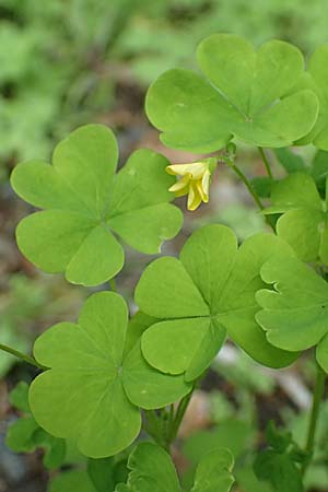Oxalis stricta \ Aufrechter Sauerklee / Upright Oxalis, D Salm&uuml;nster 20.6.2020