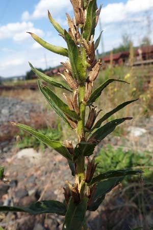 Oenothera flaemingina ? \ Fl�ming-Nachtkerze / Flaeming Evening Primrose, D Bad Hersfeld 22.8.2022