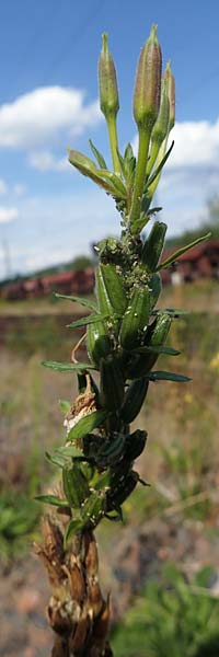 Oenothera flaemingina ? \ Fl�ming-Nachtkerze / Flaeming Evening Primrose, D Bad Hersfeld 22.8.2022