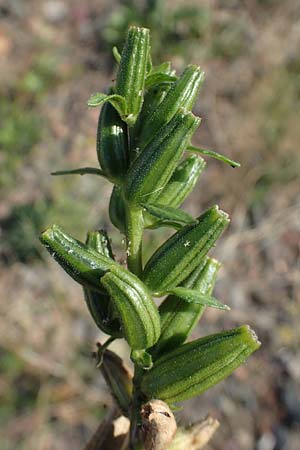 Oenothera flaemingina ? \ Fl�ming-Nachtkerze / Flaeming Evening Primrose, D Bad Hersfeld 22.8.2022