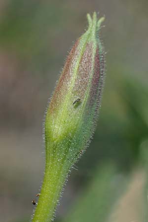 Oenothera flaemingina ? \ Fl�ming-Nachtkerze / Flaeming Evening Primrose, D Bad Hersfeld 22.8.2022