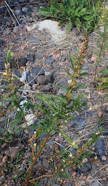 Oenothera flaemingina ? \ Fl�ming-Nachtkerze / Flaeming Evening Primrose, D Bad Hersfeld 22.8.2022
