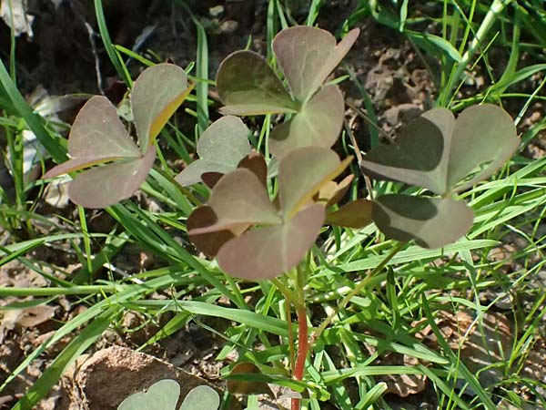 Oxalis stricta \ Aufrechter Sauerklee / Upright Oxalis, D Bad K&ouml;nig 20.7.2024