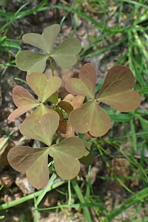 Oxalis stricta \ Aufrechter Sauerklee / Upright Oxalis, D Bad K&ouml;nig 20.7.2024
