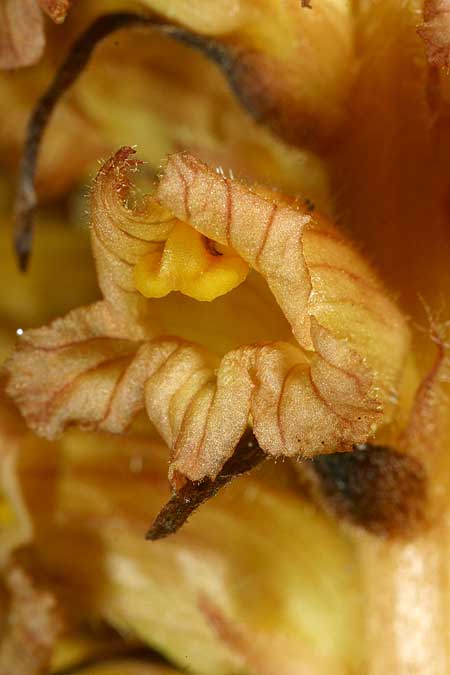 Orobanche flava \ Pestwurz-Sommerwurz, Hellgelbe Sommerwurz / Butterbur Broomrape, D Starnberg-Leutstetten 2.7.2016 (Photo: Uwe & Katja Grabner)
