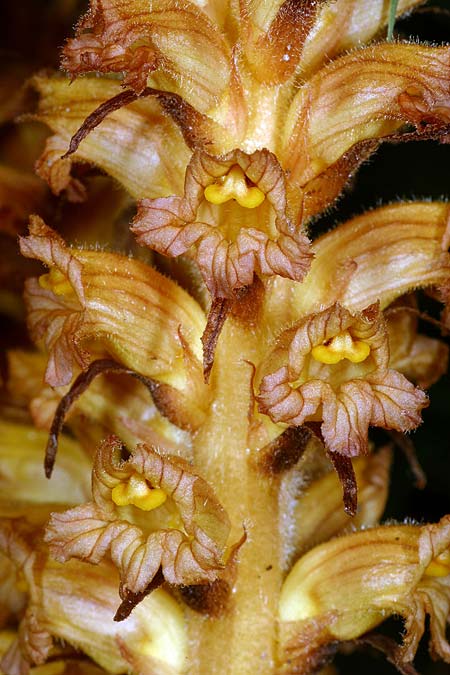 Orobanche flava \ Pestwurz-Sommerwurz, Hellgelbe Sommerwurz / Butterbur Broomrape, D Starnberg-Leutstetten 2.7.2016 (Photo: Uwe & Katja Grabner)